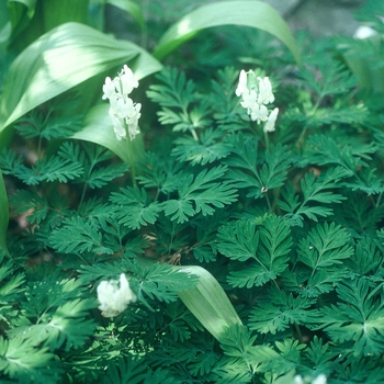 Dicentra canadensis