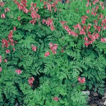 Dicentra eximia 'Bountiful' 