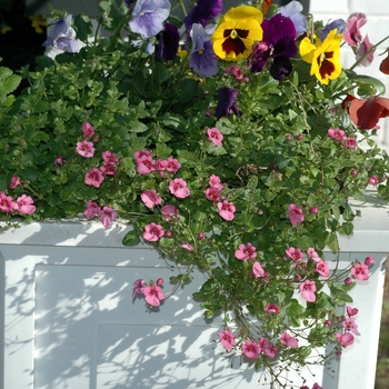 Diascia 'Multiple Varieties'