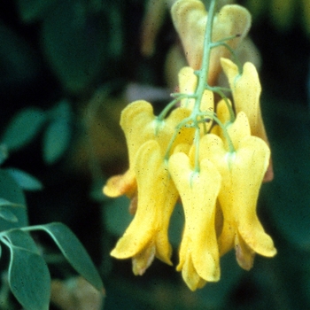 Dicentra scandens 'Athens Yellow' 