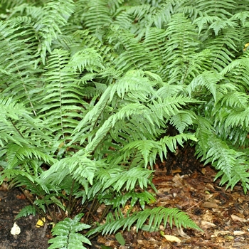 Dryopteris cycadina 