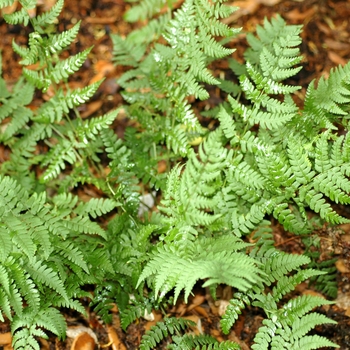 Dryopteris marginalis 