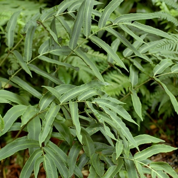 Dryopteris sieboldii