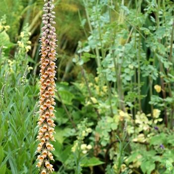 Digitalis parviflora