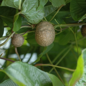 Dioscorea batatas 