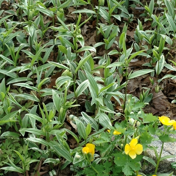 Disporum sessile 'Variegatum' 