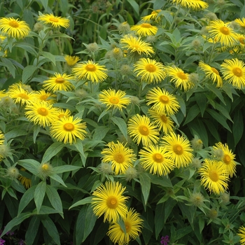 Doronicum carpetanum