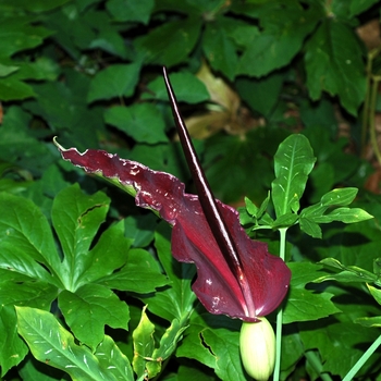 Dracunculus vulgaris 
