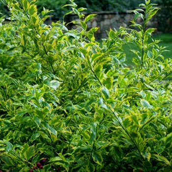 Duranta erecta 'Gold Edge' 