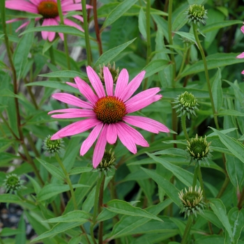 Echinacea laevigata