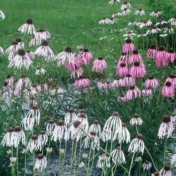 Echinacea simulata 