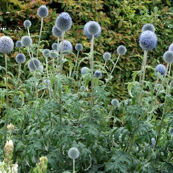 Echinops ritro 'Taplow Blue'