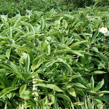 Echium piniana