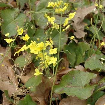 Epimedium pinnatum ssp. colchicum