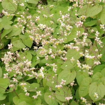 Epimedium pubigerum 