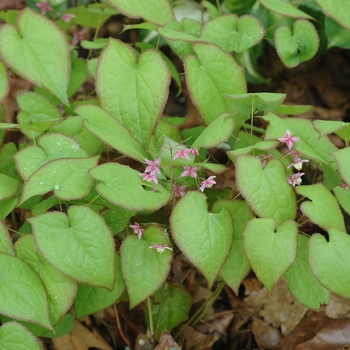 Epimedium x rubrum 'Sweetheart' 