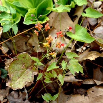 Epimedium x warleyense 