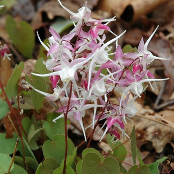 Epimedium grandiflorum 'Rose Queen' 