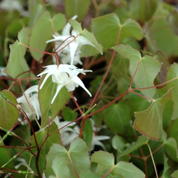 Epimedium x youngianum 'Azusa' 