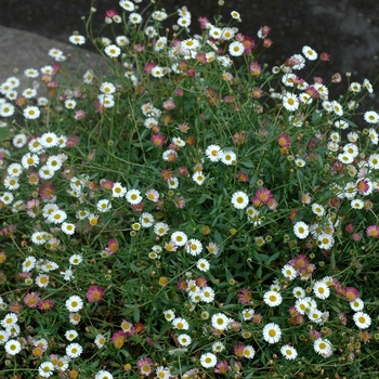 Erigeron karvinskianus 