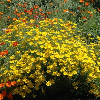 Eriophyllum lanatum 