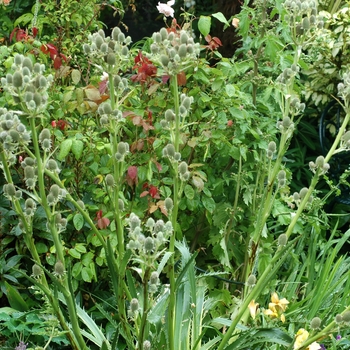 Eryngium agavifolium 