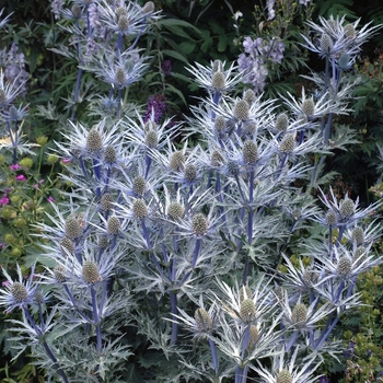 Eryngium alpinum 'Amethyst' 