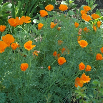 Eschscholzia californica