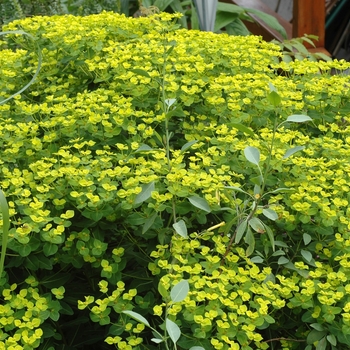 Eupatorium 'Goldner Form' 