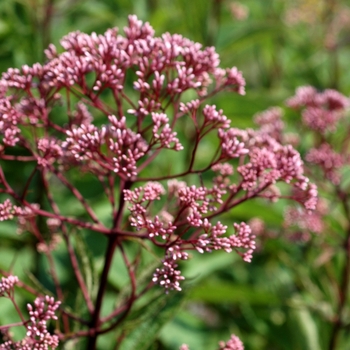 Eupatorium purpureum ssp. maculatum 'Glutball' 