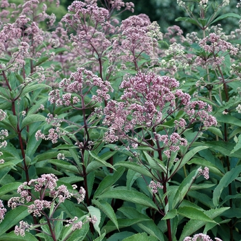 Eupatorium purpureum ssp. maculatum