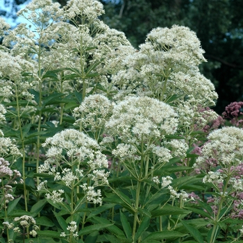 Eupatorium purpureum 'Bartered Bride' 