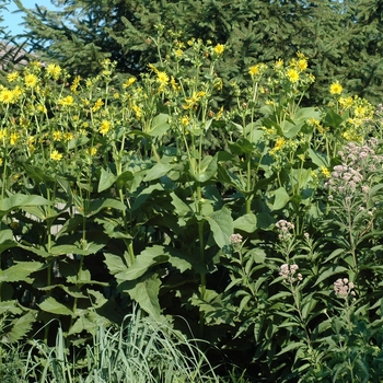 Eupatorium stygiana