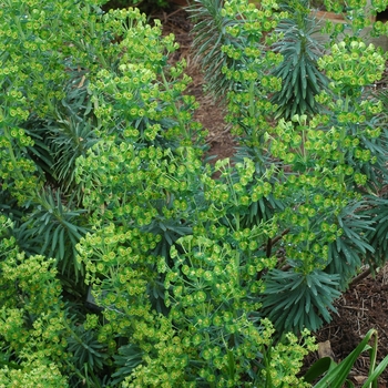 Euphorbia characias 'Black Pearl'