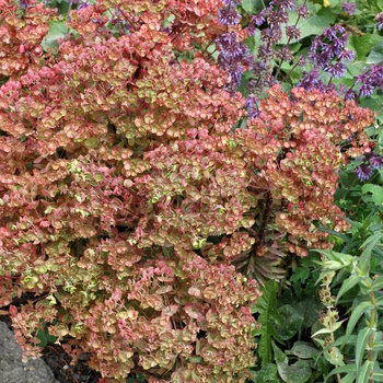 Euphorbia x martinii 'Cherokee' 