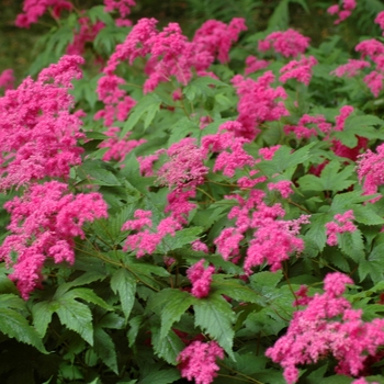 Filipendula purpurea 