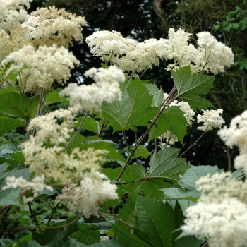 Filipendula kamtschatica 