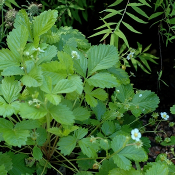 Fragaria vesca 'Golden Alexandria'