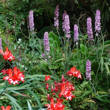 Francoa sonchifolia