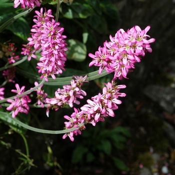 Francoa sonchifolia 'Rubra'