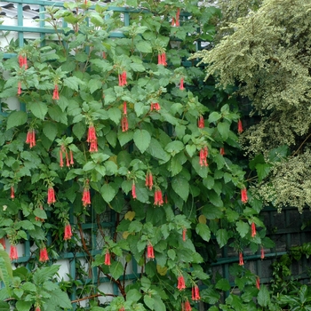 Fuchsia gesneriiflora