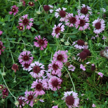 Gaillardia aestivalis 'Homestead Purple with Purple Center' 