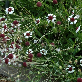 Gaillardia aestivalis 'Homestead White with Purple Center' 