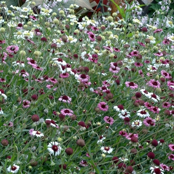 Gaillardia aestivalis 'Homestead' 