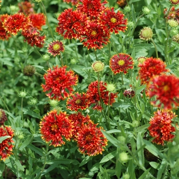 Gaillardia pulchella 'Torch Red Ember' 