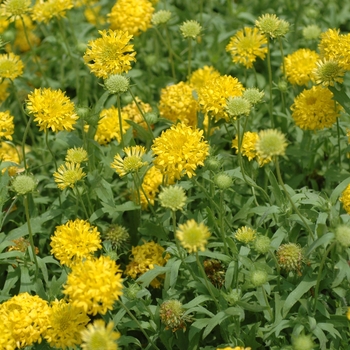 Gaillardia pulchella 'Torch Yellow'