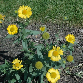 Gaillardia x grandiflora 'Golden Goblin'