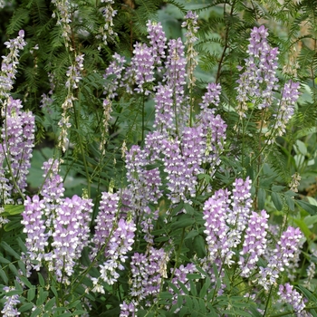 Galega officinalis 'Bicolor'