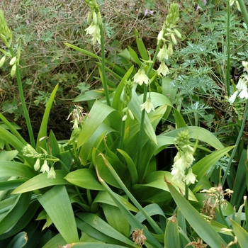 Galtonia candicans 