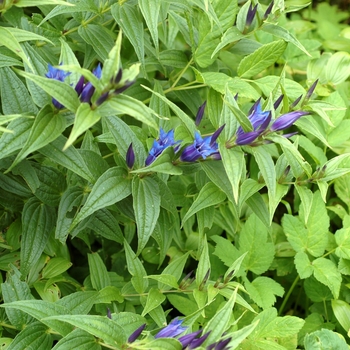 Gentiana asclepiadea 'Knightshayes'